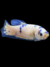 Load image into Gallery viewer, Female Halfmoon Plakat - Blue Cow #127 - Live Betta Fish
