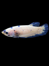 Load image into Gallery viewer, Female Halfmoon Plakat - Blue Cow #127 - Live Betta Fish
