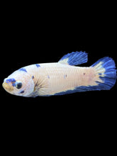 Load image into Gallery viewer, Female Halfmoon Plakat - Blue Cow #127 - Live Betta Fish
