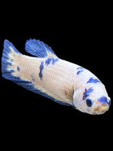 Load image into Gallery viewer, Female Halfmoon Plakat - Blue Cow #127 - Live Betta Fish
