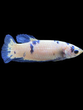 Load image into Gallery viewer, Female Halfmoon Plakat - Blue Cow #127 - Live Betta Fish
