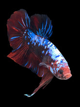 Load image into Gallery viewer, GIANT Male Halfmoon Plakat - Galaxy #1280 - Live Betta Fish
