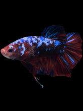 Load image into Gallery viewer, GIANT Male Halfmoon Plakat - Galaxy #1280 - Live Betta Fish

