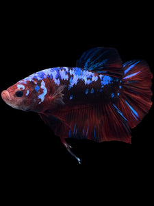 GIANT Male Halfmoon Plakat - Galaxy #1280 - Live Betta Fish
