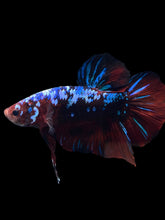 Load image into Gallery viewer, GIANT Male Halfmoon Plakat - Galaxy #1280 - Live Betta Fish

