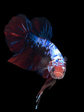Load image into Gallery viewer, GIANT Male Halfmoon Plakat - Galaxy #1280 - Live Betta Fish
