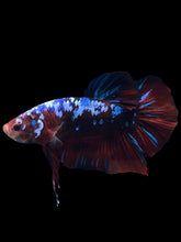 Load image into Gallery viewer, GIANT Male Halfmoon Plakat - Galaxy #1280 - Live Betta Fish
