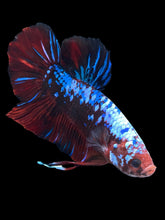 Load image into Gallery viewer, GIANT Male Halfmoon Plakat - Galaxy #1280 - Live Betta Fish
