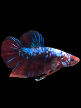 Load image into Gallery viewer, GIANT Male Halfmoon Plakat - Galaxy #1280 - Live Betta Fish
