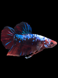 GIANT Male Halfmoon Plakat - Galaxy #1280 - Live Betta Fish