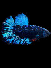 Load image into Gallery viewer, Male Halfmoon Plakat - Blue Avatar #1287 - Live Betta Fish
