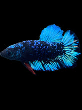 Load image into Gallery viewer, Male Halfmoon Plakat - Blue Avatar #1287 - Live Betta Fish
