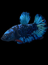Load image into Gallery viewer, Male Halfmoon Plakat - Blue Avatar #1287 - Live Betta Fish
