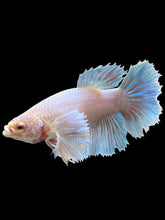 Load image into Gallery viewer, TOP GRADE Female Rosetail - Dumbo #128 - Live Betta Fish
