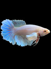 Load image into Gallery viewer, TOP GRADE Female Rosetail - Dumbo #128 - Live Betta Fish
