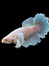 Load image into Gallery viewer, TOP GRADE Female Rosetail - Dumbo #128 - Live Betta Fish
