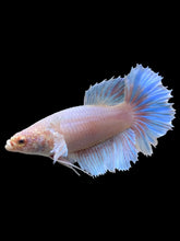 Load image into Gallery viewer, TOP GRADE Female Rosetail - Dumbo #128 - Live Betta Fish
