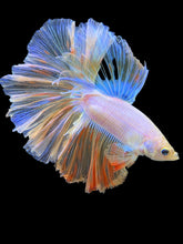Load image into Gallery viewer, Male Rosetail - Pastel #1297 - Live Betta Fish
