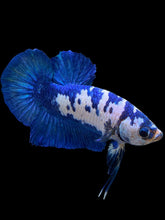 Load image into Gallery viewer, Male Halfmoon Plakat - Blue Cow #129 - Live Betta Fish
