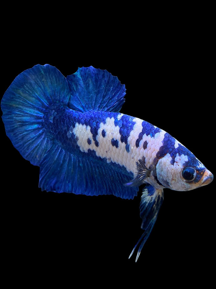 Male Halfmoon Plakat - Blue Cow #129 - Live Betta Fish