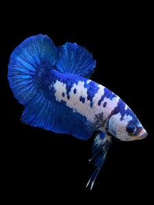 Male Halfmoon Plakat - Blue Cow #129 - Live Betta Fish