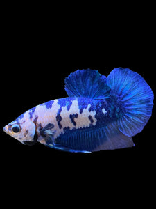 Male Halfmoon Plakat - Blue Cow #129 - Live Betta Fish