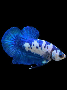 Male Halfmoon Plakat - Blue Cow #129 - Live Betta Fish