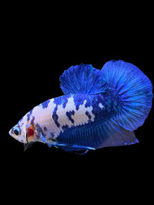 Male Halfmoon Plakat - Blue Cow #129 - Live Betta Fish