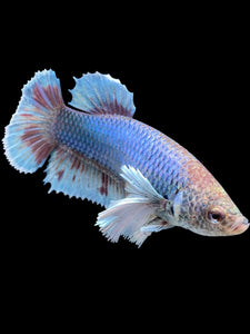 GIANT Female Halfmoon Plakat - Dumbo #130 Live Betta Fish