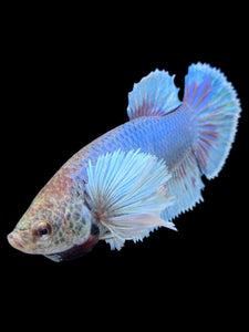 GIANT Female Halfmoon Plakat - Dumbo #130 Live Betta Fish