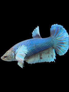 GIANT Female Halfmoon Plakat - Dumbo #130 Live Betta Fish