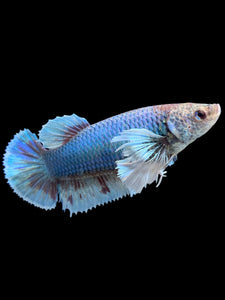 GIANT Female Halfmoon Plakat - Dumbo #130 Live Betta Fish