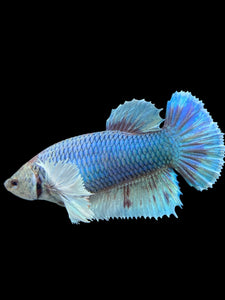 GIANT Female Halfmoon Plakat - Dumbo #130 Live Betta Fish