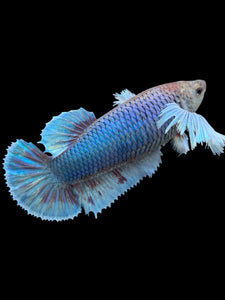 GIANT Female Halfmoon Plakat - Dumbo #130 Live Betta Fish