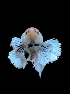 GIANT Female Halfmoon Plakat - Dumbo #130 Live Betta Fish