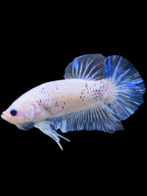Load image into Gallery viewer, GIANT Male Halfmoon Plakat - Marble #1310 - Live Betta Fish
