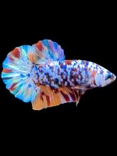 Load image into Gallery viewer, Male Halfmoon Plakat - Multicolor #1315 - Live Betta Fish

