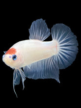 Load image into Gallery viewer, Male Halfmoon Plakat - Tancho #1319 - Live Betta Fish
