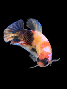 Female Halfmoon Plakat - Galaxy #131 - Live Betta Fish