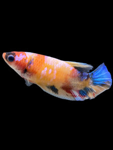 Female Halfmoon Plakat - Galaxy #131 - Live Betta Fish