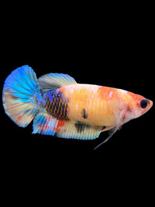 Female Halfmoon Plakat - Galaxy #131 - Live Betta Fish