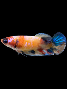 Female Halfmoon Plakat - Galaxy #131 - Live Betta Fish