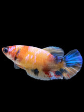 Load image into Gallery viewer, Female Halfmoon Plakat - Galaxy #131 - Live Betta Fish
