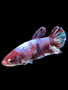 GIANT Female Halfmoon Plakat - Galaxy #132 Live Betta Fish