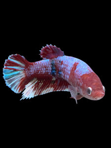 GIANT Female Halfmoon Plakat - Galaxy #132 Live Betta Fish