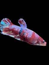 Load image into Gallery viewer, GIANT Female Halfmoon Plakat - Galaxy #132 Live Betta Fish
