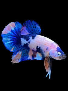 Male Halfmoon Plakat - Candy #1338 - Live Betta Fish