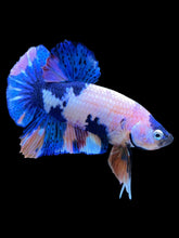 Load image into Gallery viewer, Male Halfmoon Plakat - Candy #1338 - Live Betta Fish

