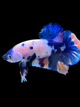 Load image into Gallery viewer, Male Halfmoon Plakat - Candy #1338 - Live Betta Fish
