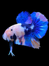 Load image into Gallery viewer, Male Halfmoon Plakat - Candy #1338 - Live Betta Fish
